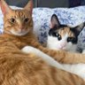 Şişko Bambam ile Kibar Suzi profil fotoğrafı