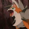 Raz Wolf's profile picture