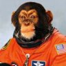 Space Sapien profil fotoğrafı