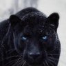 Profilbild von Sunder Singh Tounk