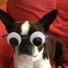 Secret Garden and Dogs's profile picture