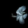Profilbild von White_flower