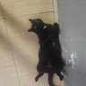 AgusLouis 的头像