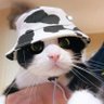 Profilbild von Dillon