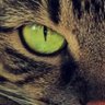 Lamna nasus profil fotoğrafı