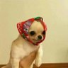 Paoline 🦝's profile picture