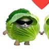 Фото профиля lettuce