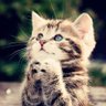 KittyCat's profile picture