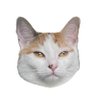 Фото профиля Trish The Cat