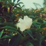 Quá Là Buồn Ngủ profil fotoğrafı