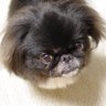 kojiっきー♪'s profile picture