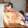 Big dog's profile picture