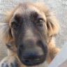 Saieshan's profile picture