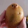 Profilbild von 海豹