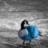 Patx Azul💚💜 profil fotoğrafı