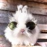 Bunny 的头像
