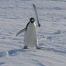 Фото профиля Mr. Penguin𝕏 ...🐧