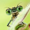 Jón Frjálsi 🐝⌛️🦋🌱🕊️💚 profil fotoğrafı