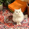 رغد profil fotoğrafı