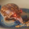 Krocotkine 🐊's profile picture