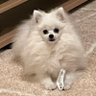 Profilbild von おてや🐶