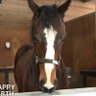 りゅうのすけ 競馬日記🏇📣🐯🍀 profil fotoğrafı