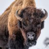 Bison's profile picture