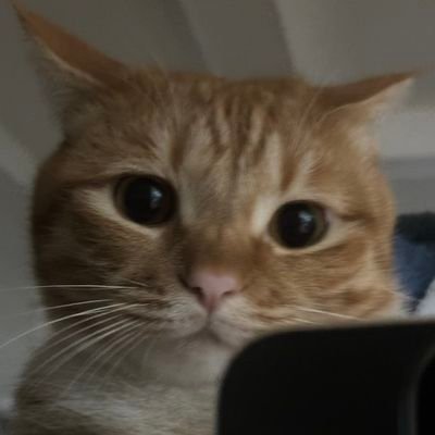시루's profile picture