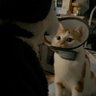 再养只小猫 的头像
