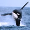 NFT_Frontier profil fotoğrafı