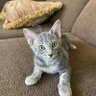 a bell's profile picture