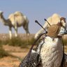 العمري's profile picture