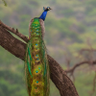 Prakash Tripathi profil fotoğrafı