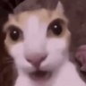Fox's profile picture
