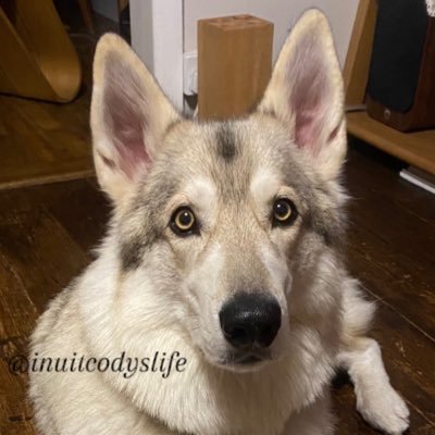 大型犬コディとの日常🇬🇧's profile picture