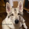 Фото профиля 大型犬コディとの日常🇬🇧