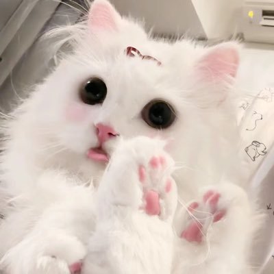 若铃's profile picture