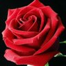 @Melek_Yilmaz's profile picture