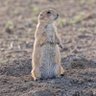 Prairie Dog profil fotoğrafı