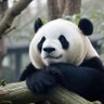 羊又走丢了 的头像