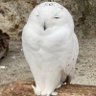 にくきゅうぷにぷに丸 profil fotoğrafı