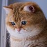 Orchel. M's profile picture