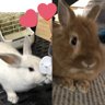 Profilbild von ねぎモナ ねぎとろ♂4代目&モナカ♂3代目
