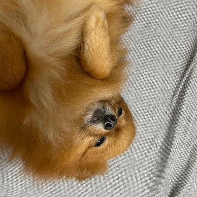 wanko_3344's profile picture