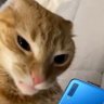 Tyrion Lannister's profile picture