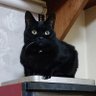 KEI profil fotoğrafı