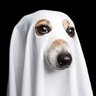 Profilbild von Fantasma do Cachorro Morto pela Família Deia Melo