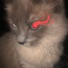 Paws's profile picture