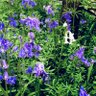 Bluebell 的头像