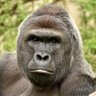 ごりさん profil fotoğrafı
